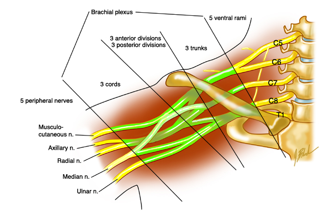 The answer has to do with the Brachial Plexus; and here's the trick to the 